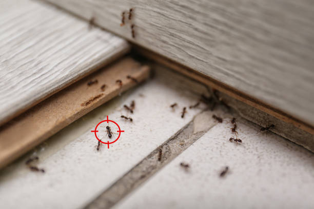 Professional Pest Control in Stanley, NC