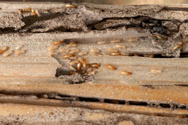 Best Exterminator Services  in Stanley, NC